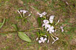 Alabama phlox